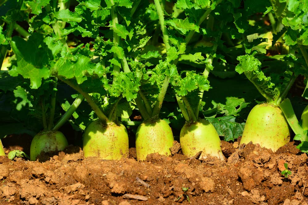 Korean Radish Seeds for Planting - 100+ Seeds - Rare Garden Vegetable Seeds - Delicious and Easy to Grow