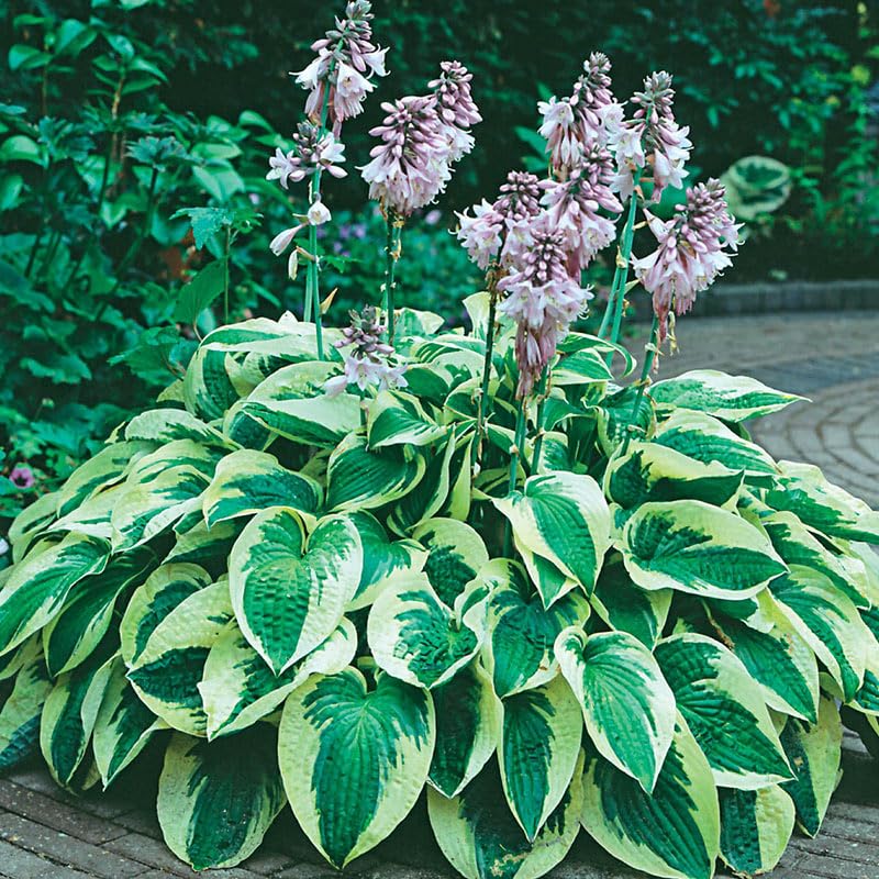 10 Mixed Color Hosta Plant Roots for Growing - Growers Blend (10 Hosta Roots)