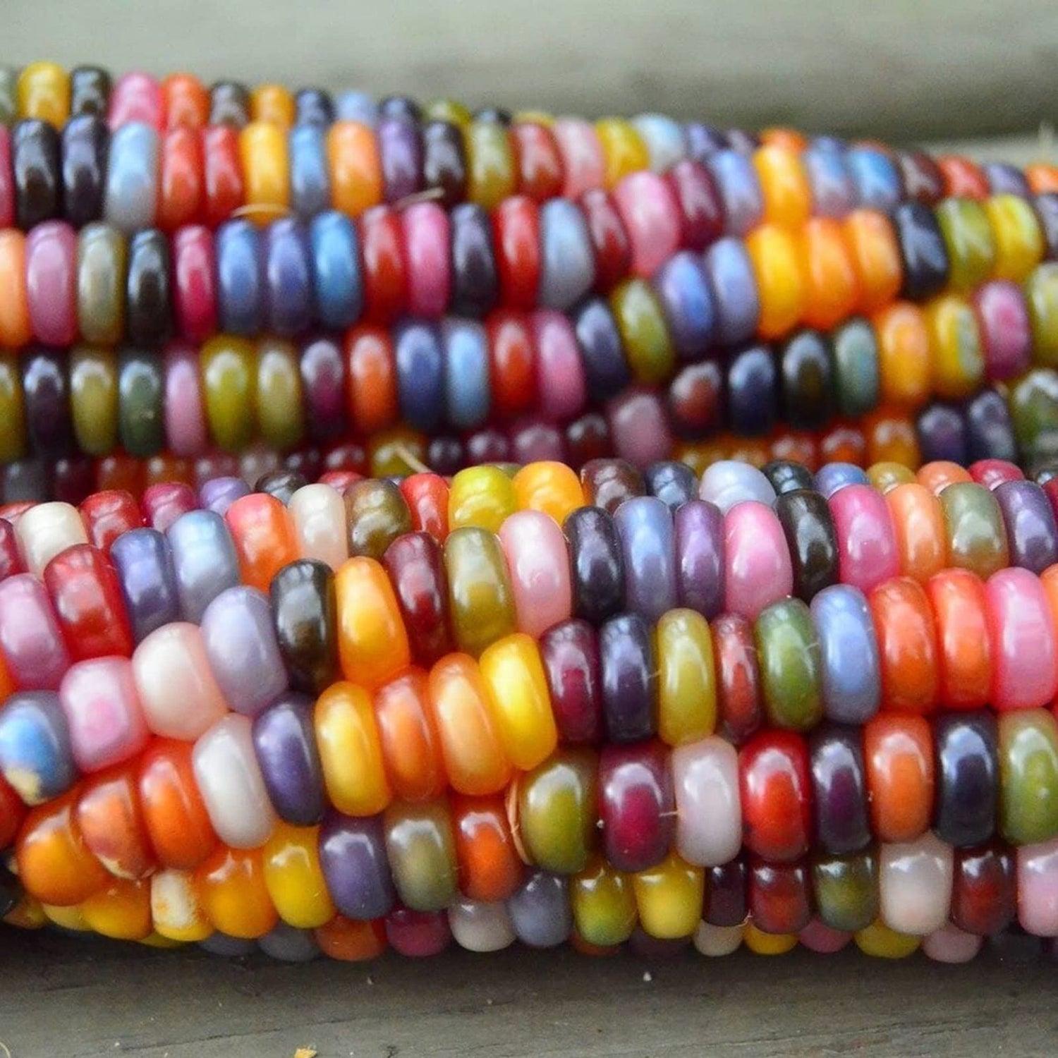 250+Glass Gem Corn Seeds for Planting Vegetables and Fruits,Heirloom Seeds Non GMO Organic Garden Seedss Non GMO Organic Garden Seeds