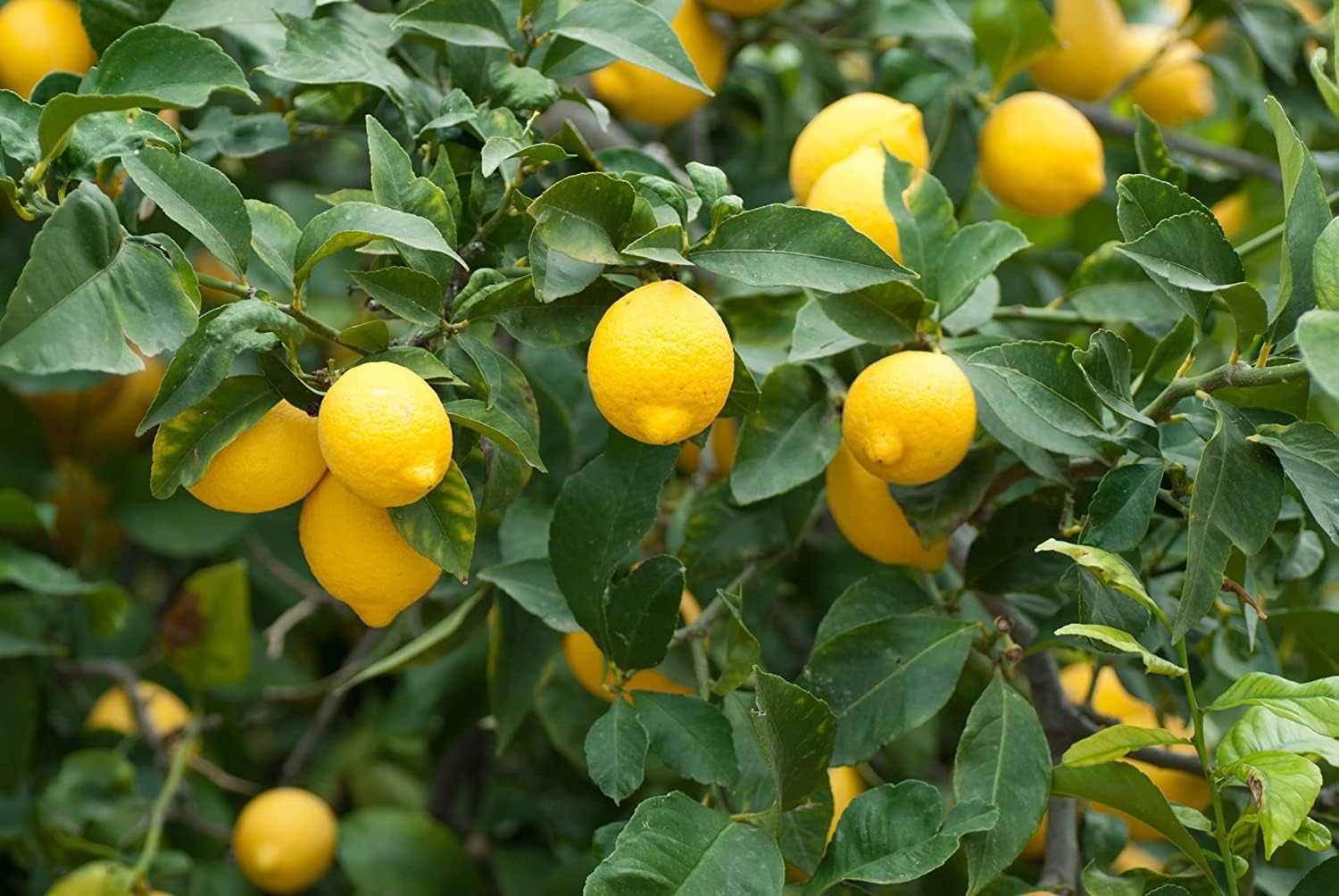 Lemon Tree Seeds for Planting - Garden Fruit Seeds (Lemon - 20 Seeds)