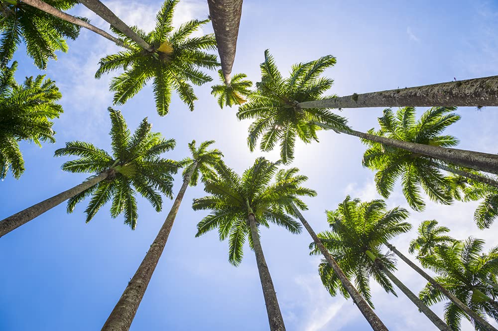 Royal Palm Tree Seeds for Planting - 10 Seeds - Roystonea Regina