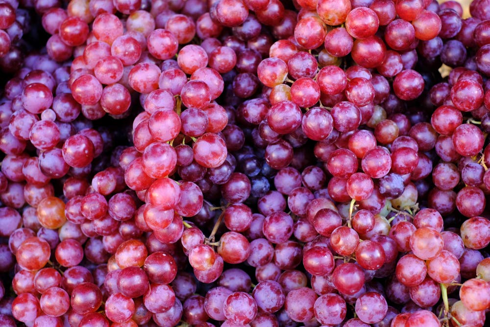 20+ Red Concord Grape Seeds - Grow Grape Vines for Wine Making, Fruit Dessert - Made in USA, Ships from Iowa.