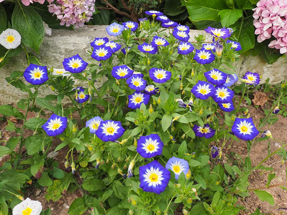 Morning Glory Ensign Roya Blue Seeds | 100 Seeds to Plant | Beautiful Flowering Vine