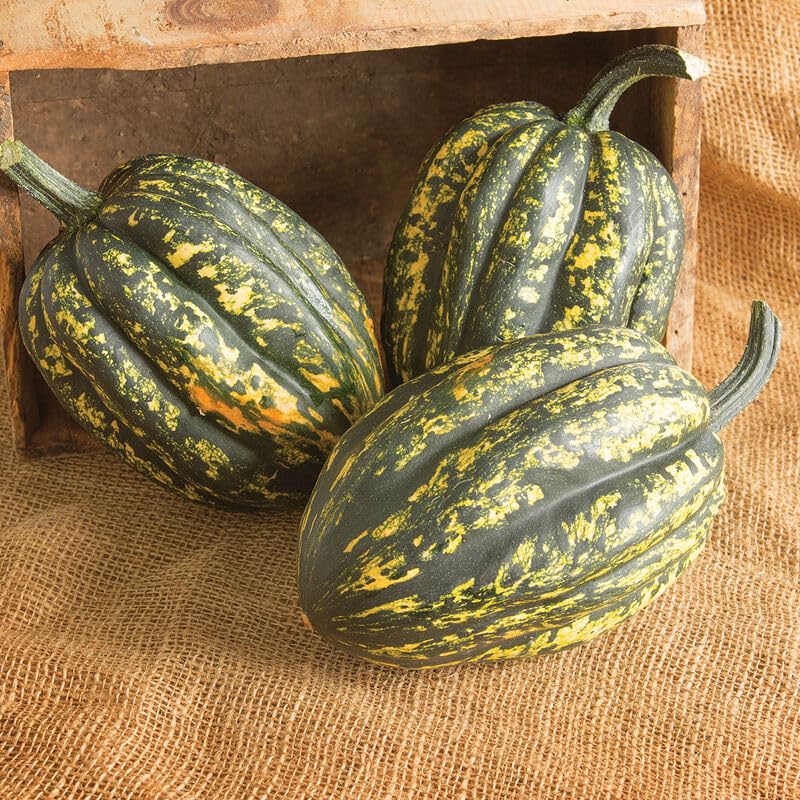 10 Starry Night Acorn Squash Seeds for Planting