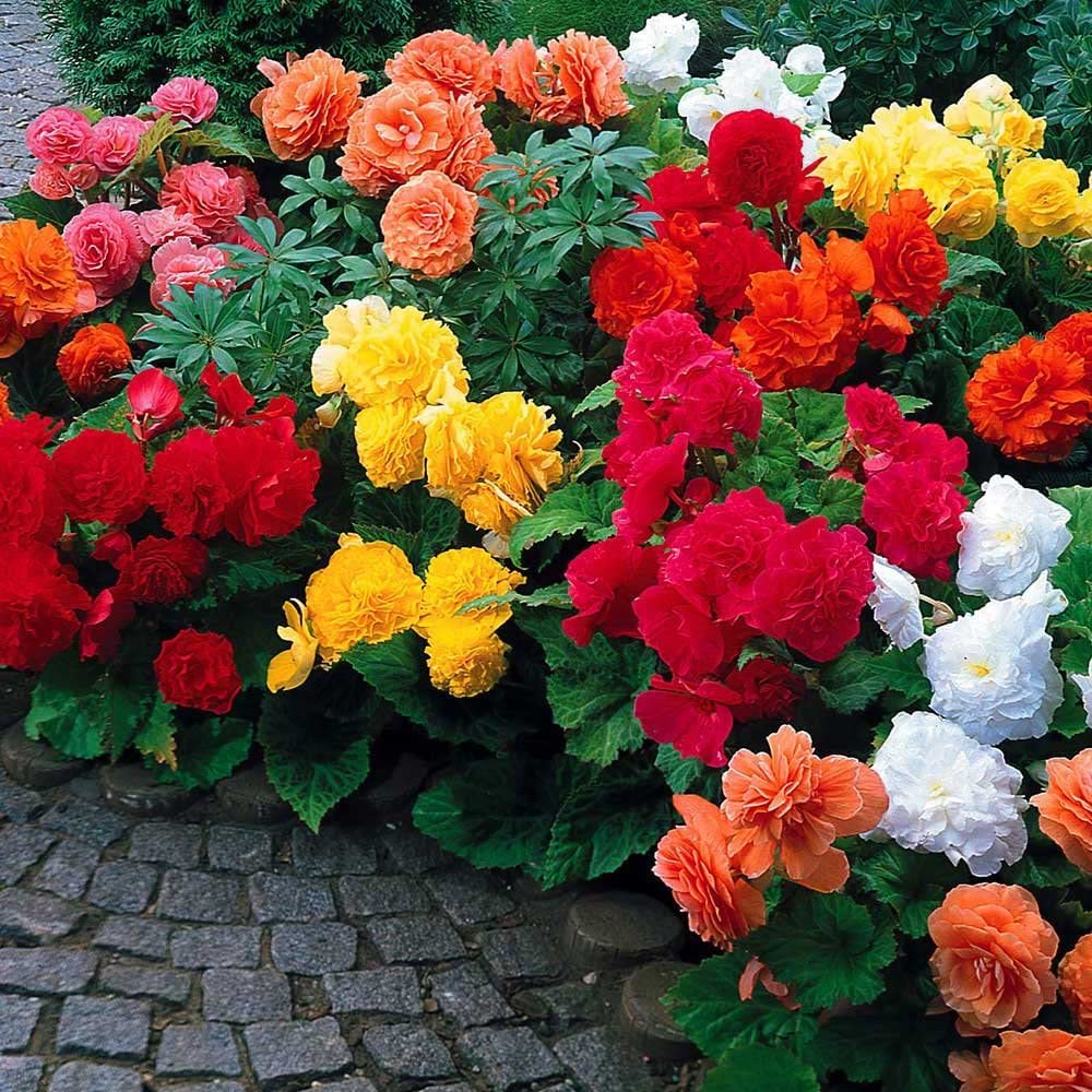 Begonia Flower Bulb Mix - Colorful Showy Blooms - Assorted Colors - Ships from USA