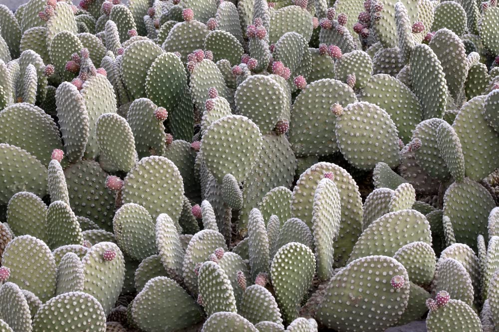 Beaver Tail Cactus Seeds for Planting (30 Seeds) - Opuntia basilaris