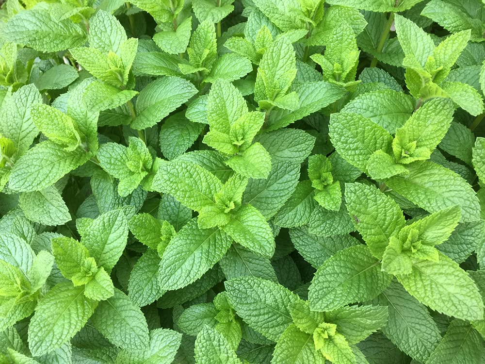 Spearmint Seeds for Planting | 150+ Seeds of Perennial Spearmint Herb