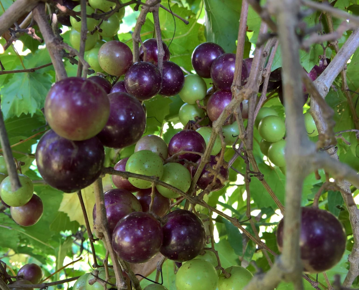 5 Muscadine Grape Vine Seeds for Planting - Vitis rotundifolia