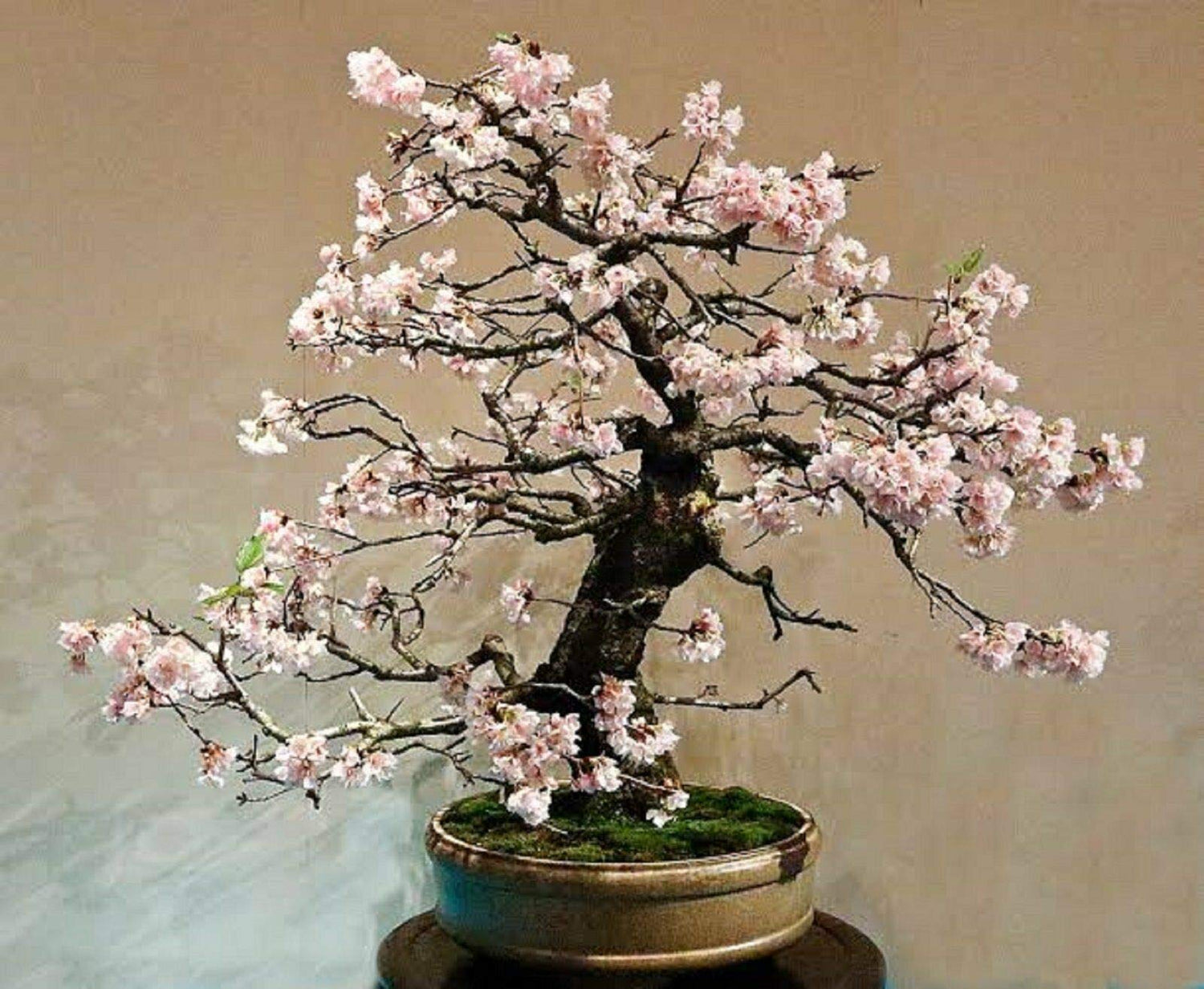 RETS Bonsai White Flowering Crepe Myrtle Seeds Lagerstroemia Indica Seed Indoor Pot