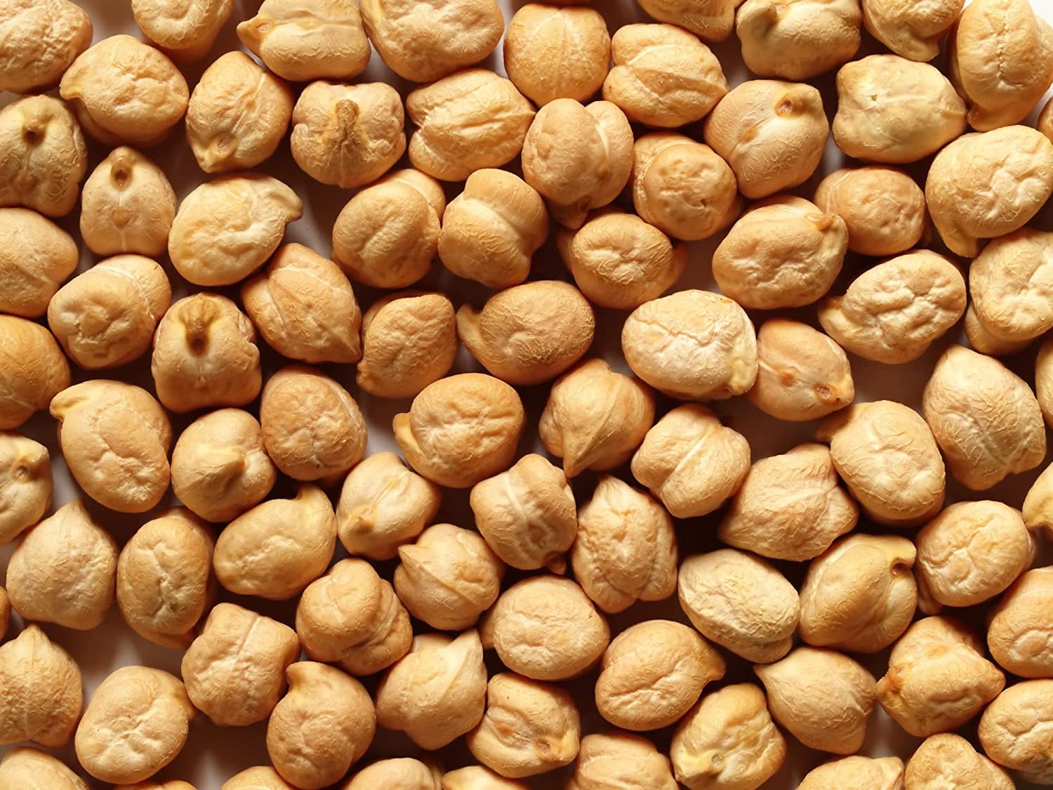 Garbanzo Bean Seeds for Planting - Grow Chickpeas, Main Ingredient of Hummus
