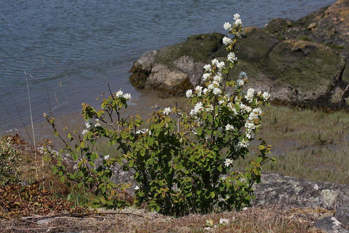 50 Saskatoon Serviceberry Seeds for Planting Amelanchier alnifolia, Seeds (Edible, Fall Color, Hardy) 50 Seeds to Grow