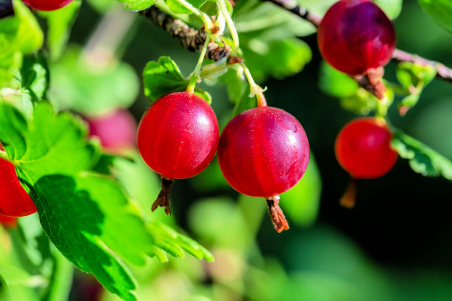 Red Gooseberry Seedlings for Planting - Grow Green Gooseberry Plants - Hinnomaki Gooseberry