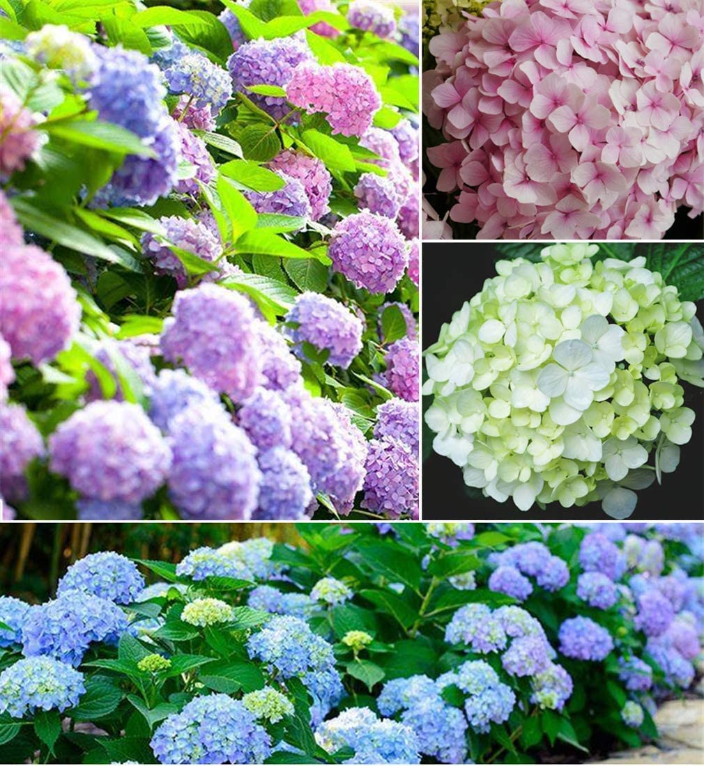 Hydrangea Flower Seeds, Mixed Color (30+ Seeds) - Easy to Grow, Large Colorful Blooms, Indoor/Outdoor Flower Bush Plant Seeds