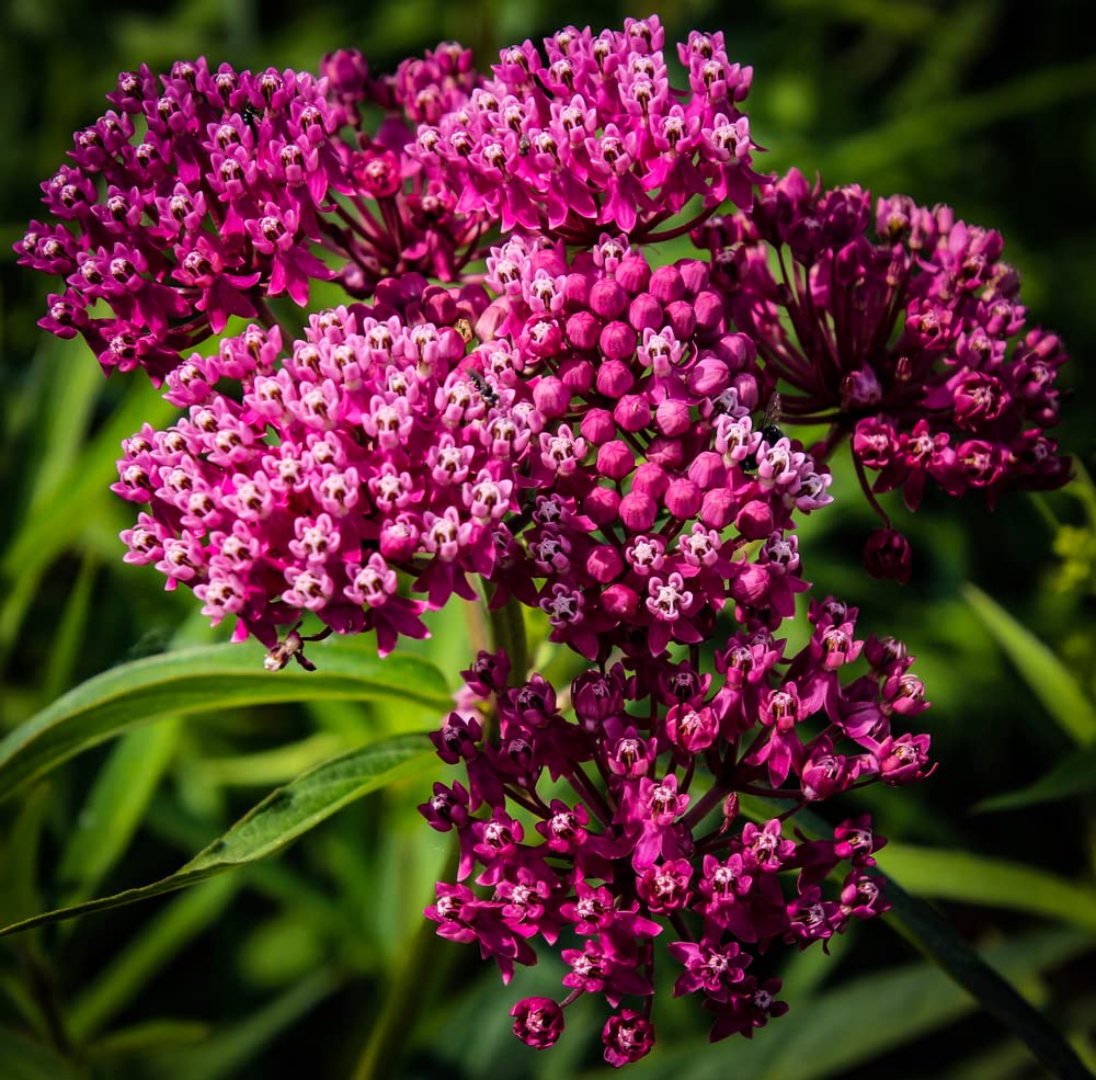Swamp Milkweed Native Seeds for Planting (100 Seeds) - Asclepias incarnata - Great for Butterfly