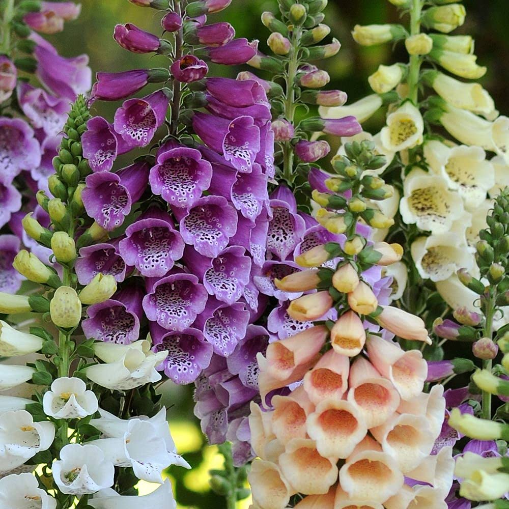 Beautiful Mixed Foxglove 100 Seeds! Comb.