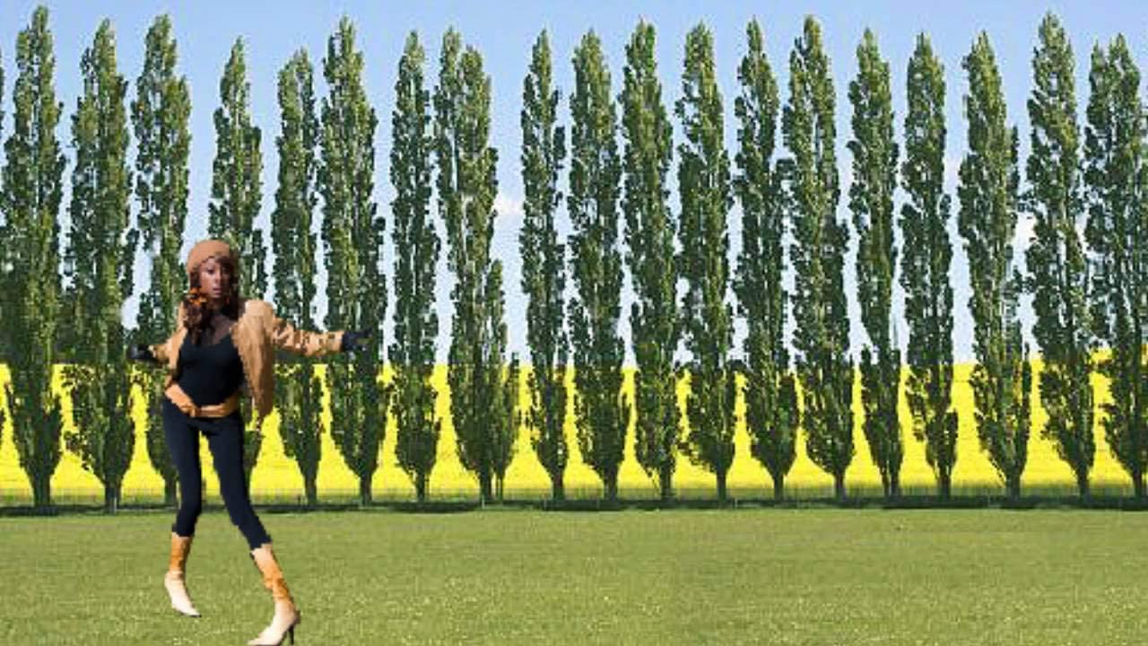 5 Lombardy Poplar Trees - Rare and Unique Privacy Tree - Very Fast Growing