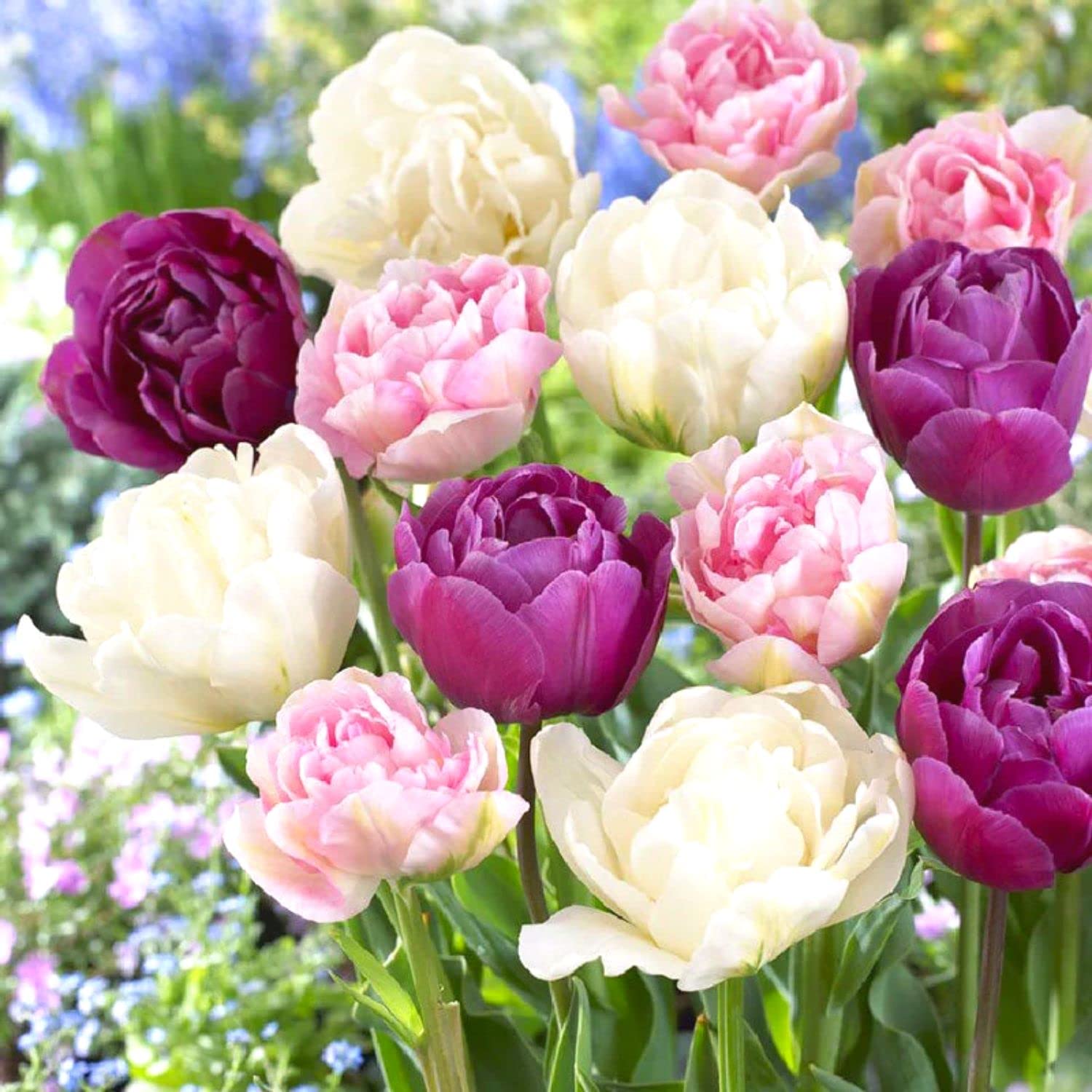 Tulip Bulbs - 25 Large Mix Tulip Bulbs for Fall Planting Outdoor/Indoor - Perennial Flowers