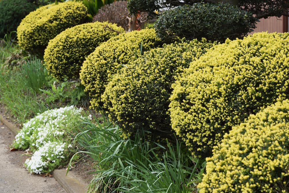 30 Japanese Yew Tree Seeds - Taxus cuspidata- Evergreen Shrub with Bright Red Fruits
