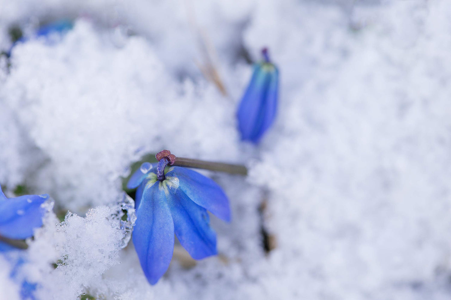 Snow Flower Bulbs - 10 Bulbs - Siberian Squill -Earliest Bloomer - Siberica Scilla Bulbs