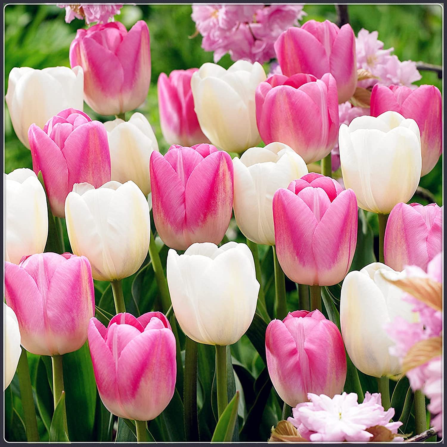 Fugalaucm Tulip Bulb Perennial Planting Ornament Flower Pot Planting Garden Rare Gift-5 Bulbs,A
