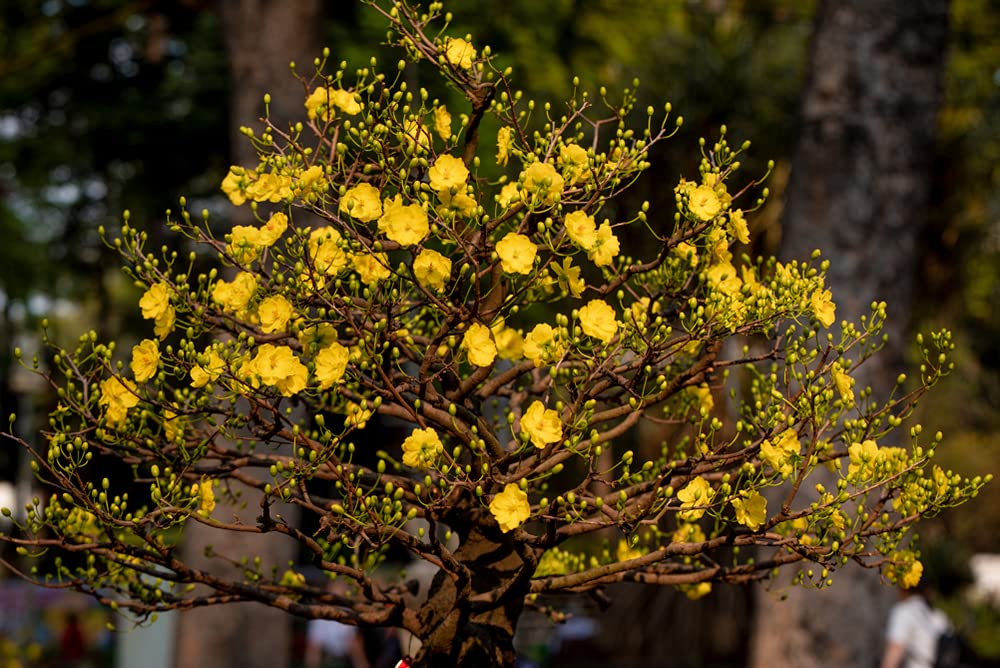 Flowering Apricot Bonsai Tree Seeds - 3 Large Seeds for Planting - Stunning Yellow Flowers and Fruit Bearing.