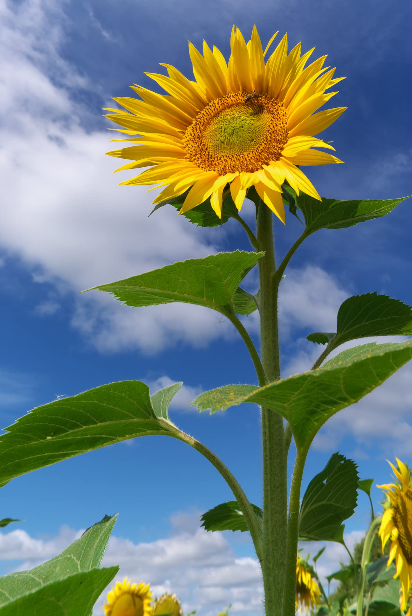 Skyscraper Sunflower Seeds for Planting | 100+ Seeds | Huge 15-20 feet Tall with Giant Sunflowers | Made in USA, Ships from Iowa