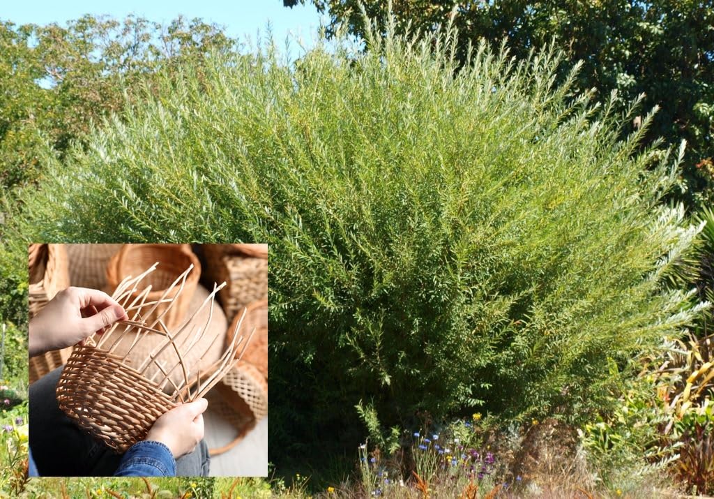 Basket Willow Cuttings to Grow - Used to Make Willow Basket Weaving or Willow Fence- Salix viminalis, Osier Willow