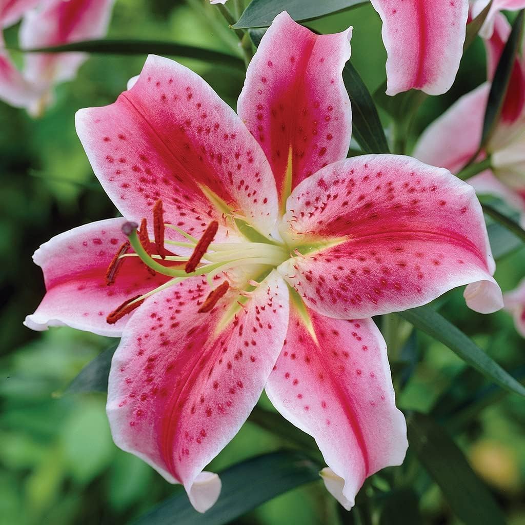 Stargazer Lily Bulbs to Plant - Easy to Grow - Stunning Blooms Come Back Each Year