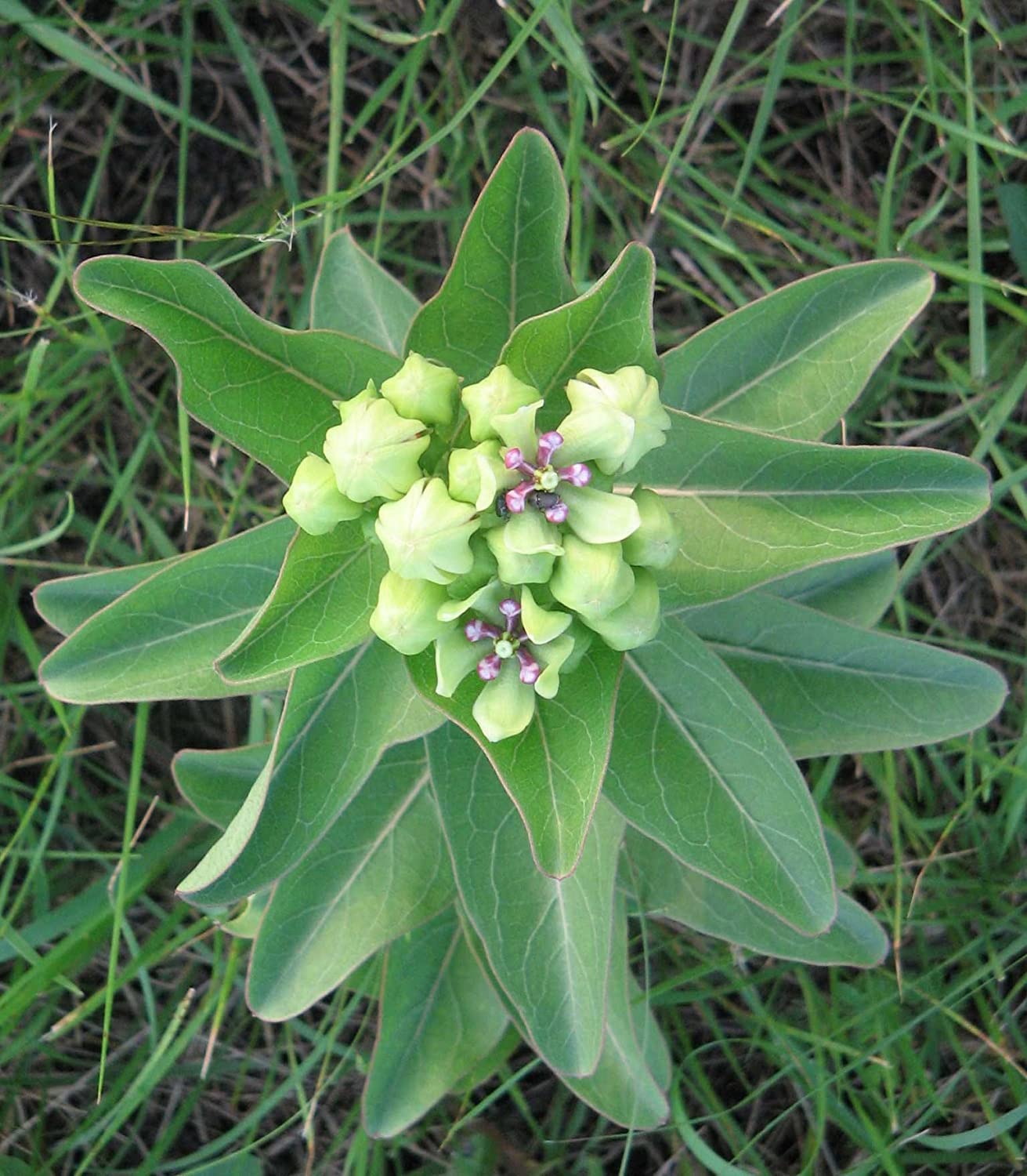 Spider Milkweed Native Seeds for Planting (50 Seeds) - Asclepias Viridis - Antelopehorn