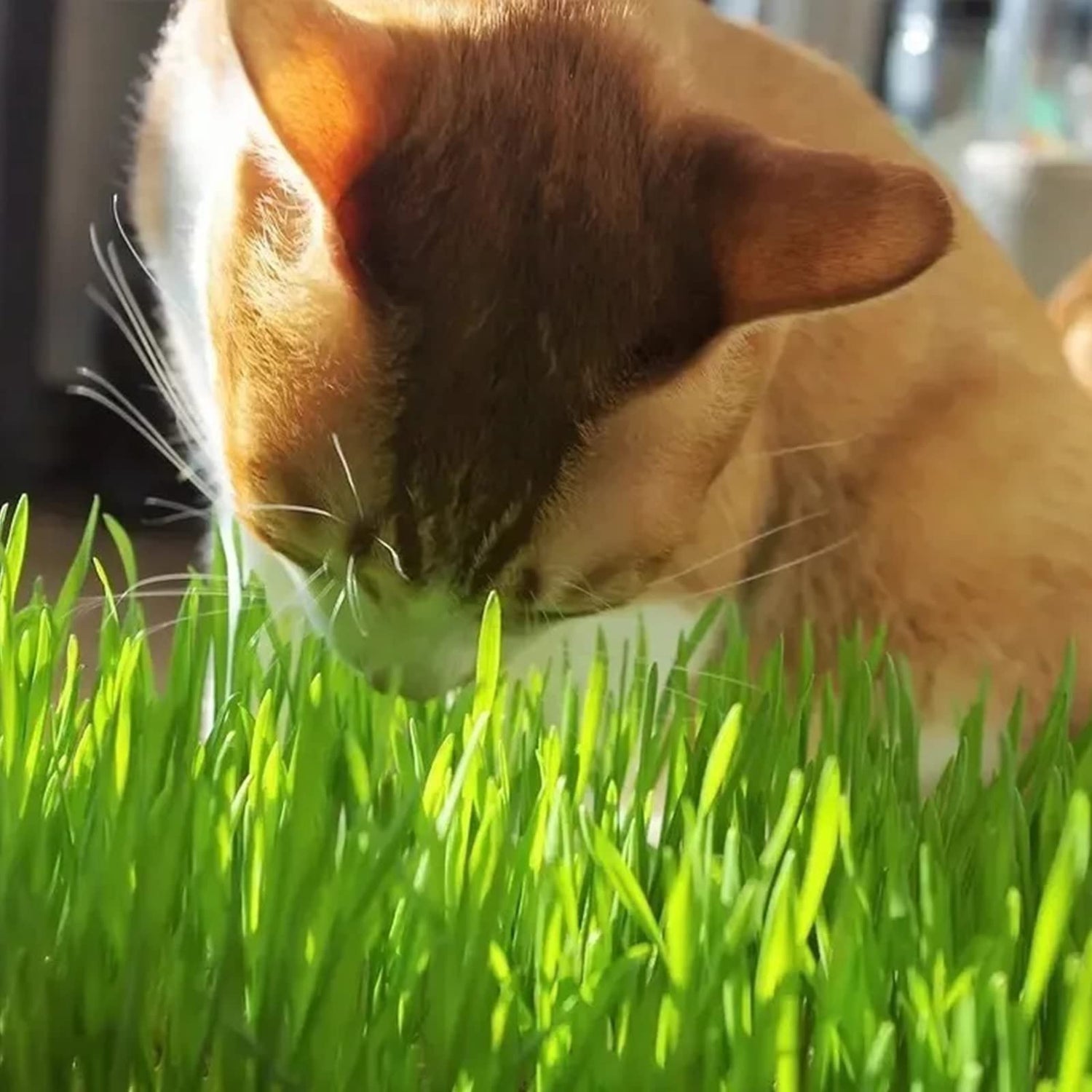 2000+Premium Cat Grass Seeds Organic,98% Germination Rate, Germinate Within 3 Days,3.5OZ,Feeding a Cat for 4 Months