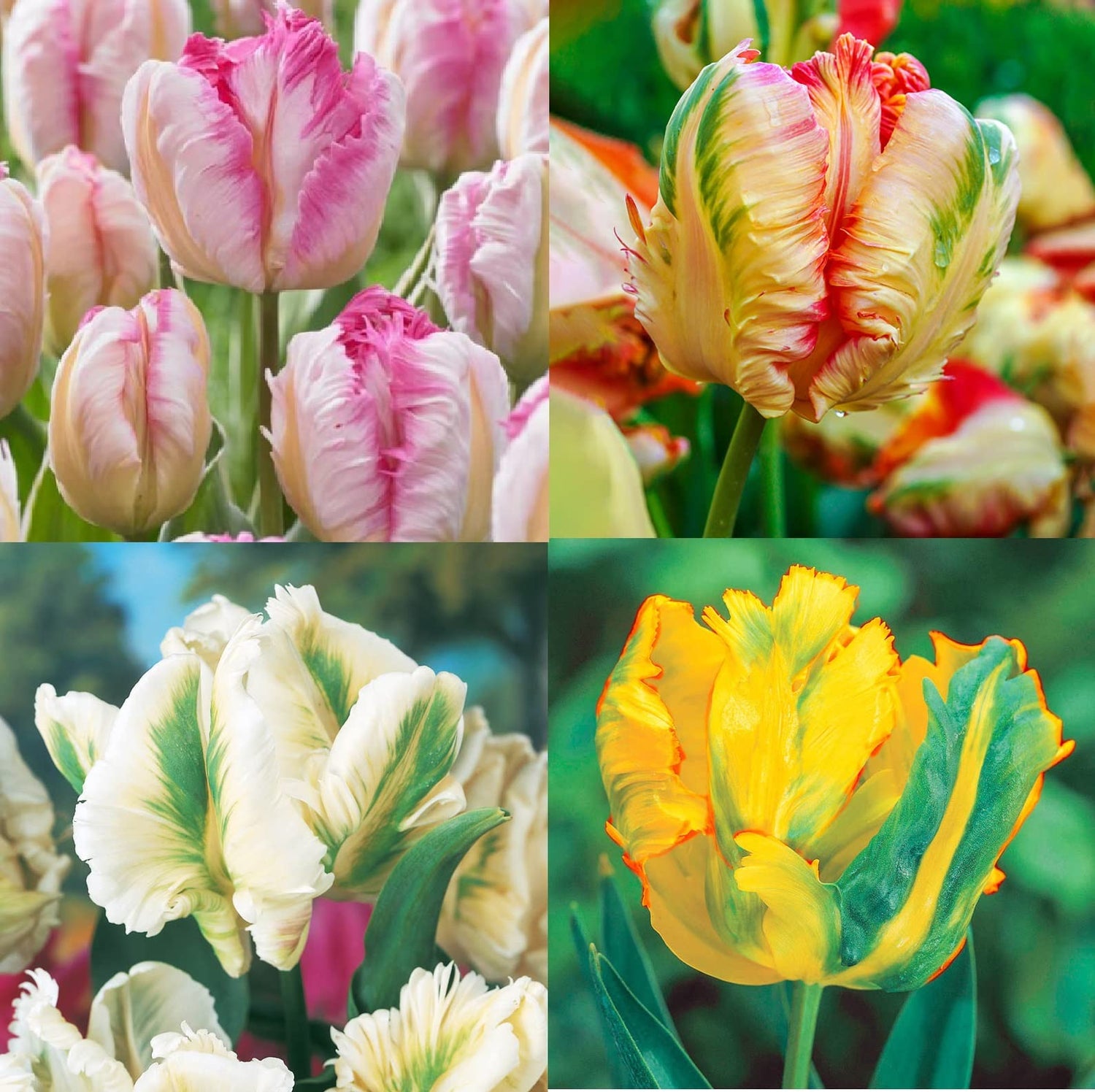 12 Parrot Tulip Bulb Bundle for Planting - 3 Bulbs Packed Seperatley - Easy to Grow - Ships from Iowa