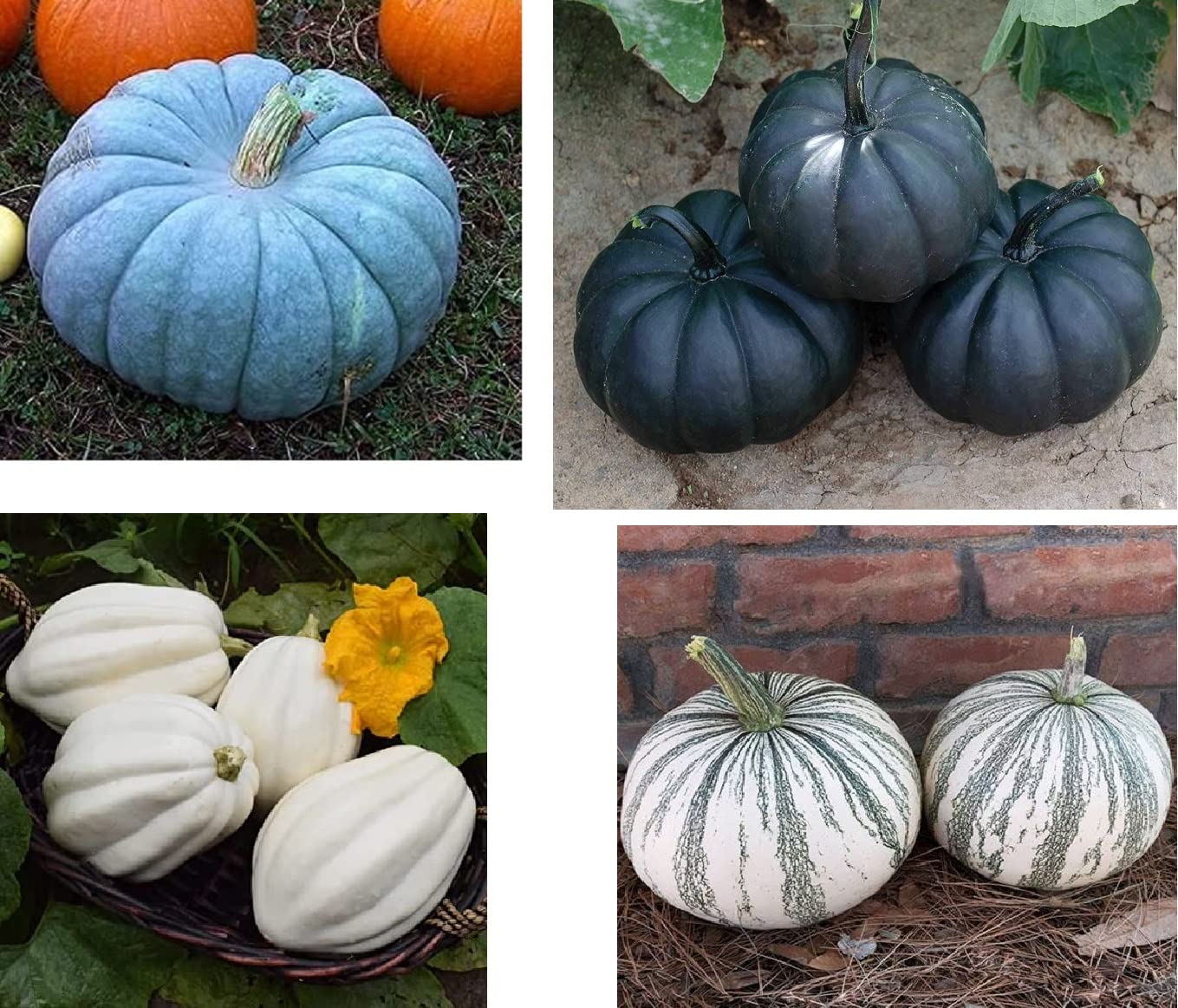 CZ Grain Real Pumpkns and Gourds to Display - Grown in Iowa