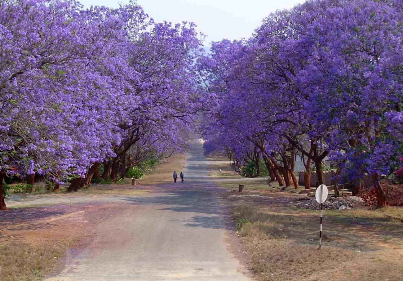 Blue Jacaranda, Jacaranda Mimosifolia, Tree Seeds (20 Seeds)