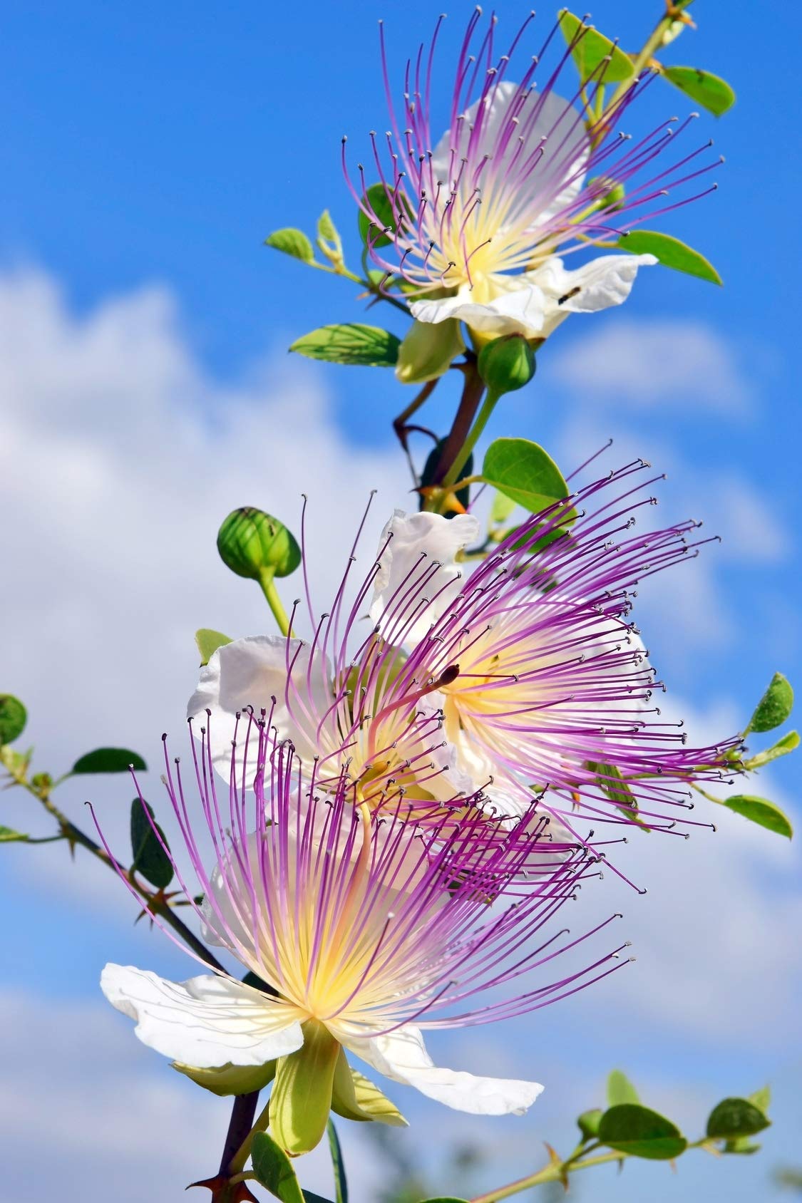 20 CAPER BUSH Edible Capers Flinders Rose Flower Capparis Spinosa Shrub Seeds