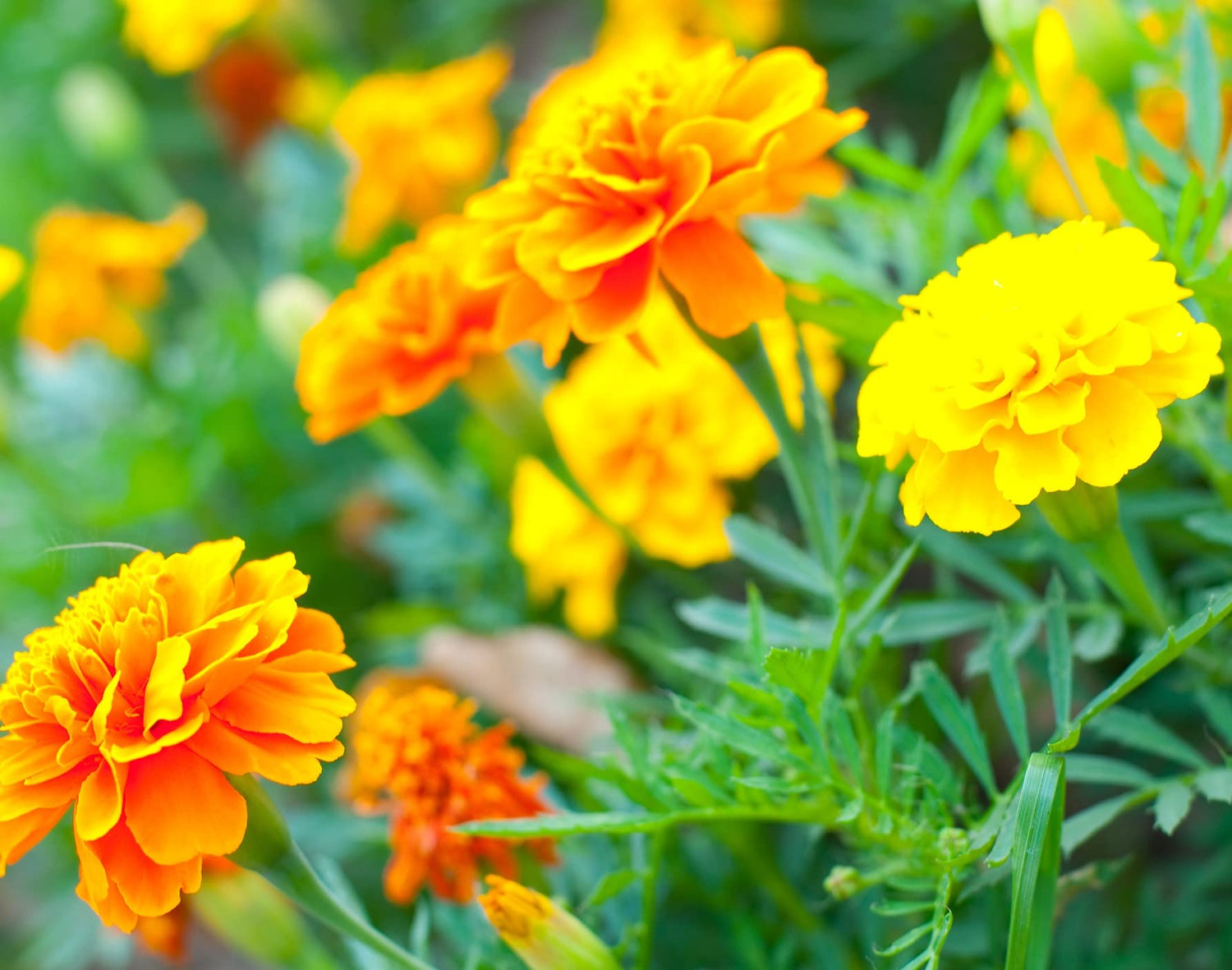 Marigold Seeds for Planting - 1,200+ Seeds - Beautiful Multi Colored Flowers