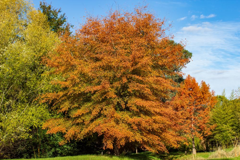 Willow Oak Tree Seedlings for Planting - Attractive and Hardy Trees