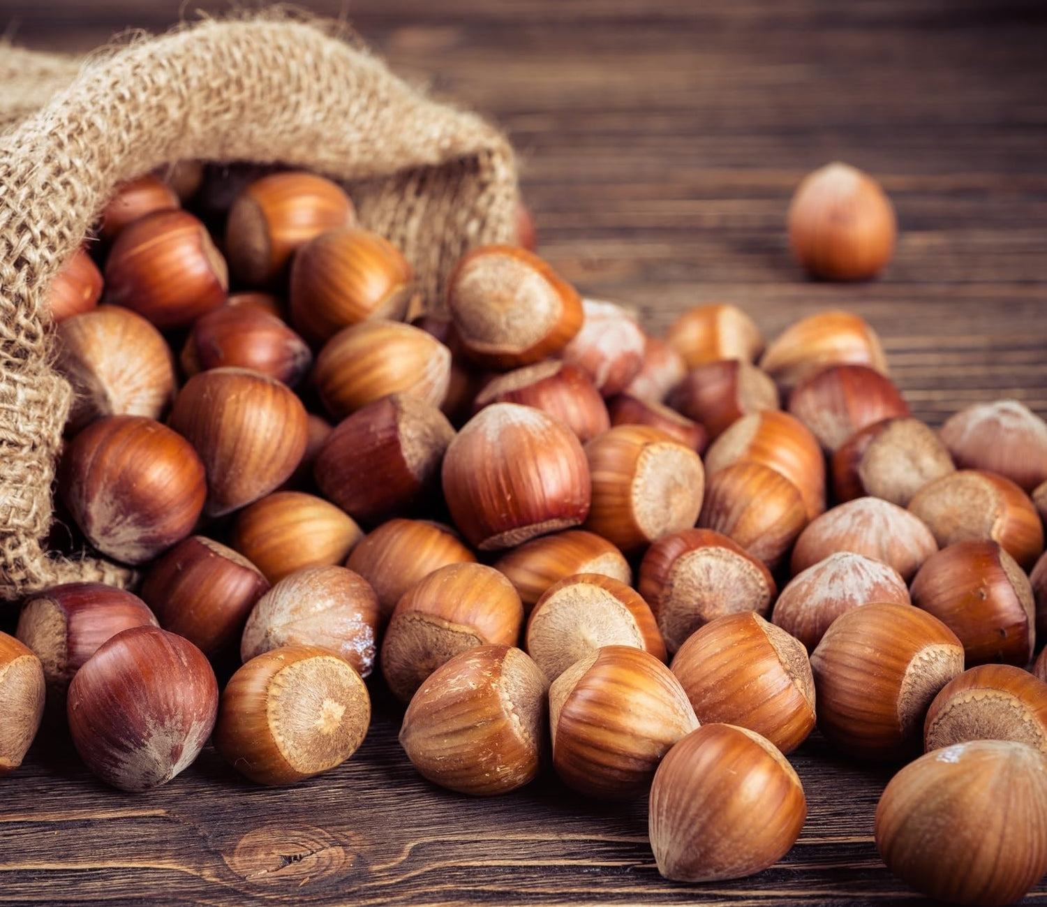 Large Oregon Hazelnuts in Shell