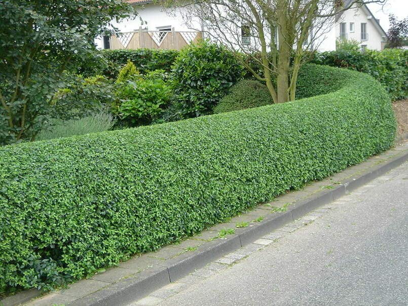 Common Privet Seeds for Planting (30 Seeds) - Ligustrum vulgare, European Privet