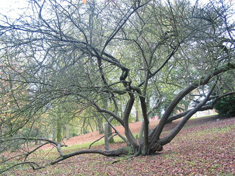 Cherry Plum Tree Seeds for Planting - Prunus cerasifera - Made in USA, Ships from Iowa - Popular Outdoor Tree or Bonsai