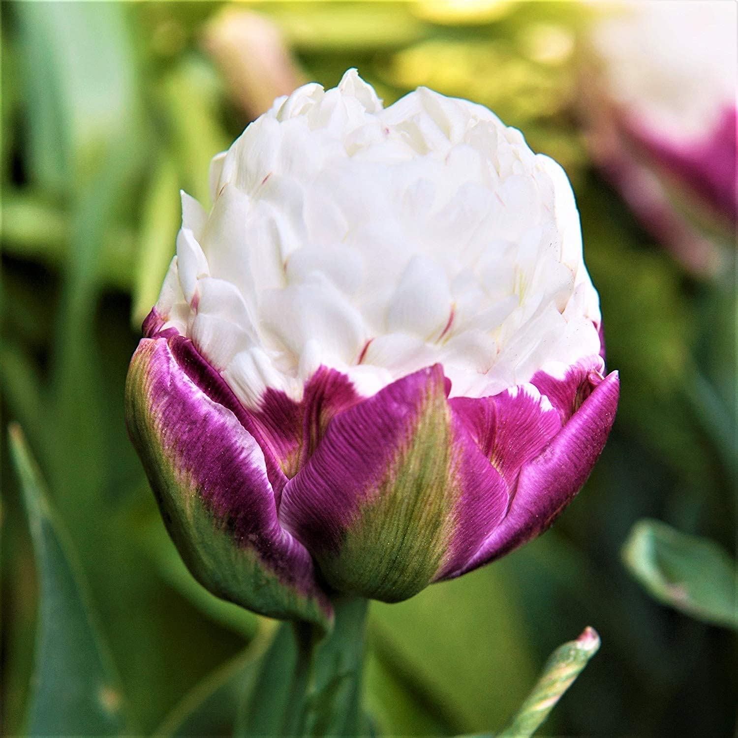 Ice Cream Tulip Bulbs - Double Peony Tulips, Exotic Live Plants, Ships from Iowa, USA