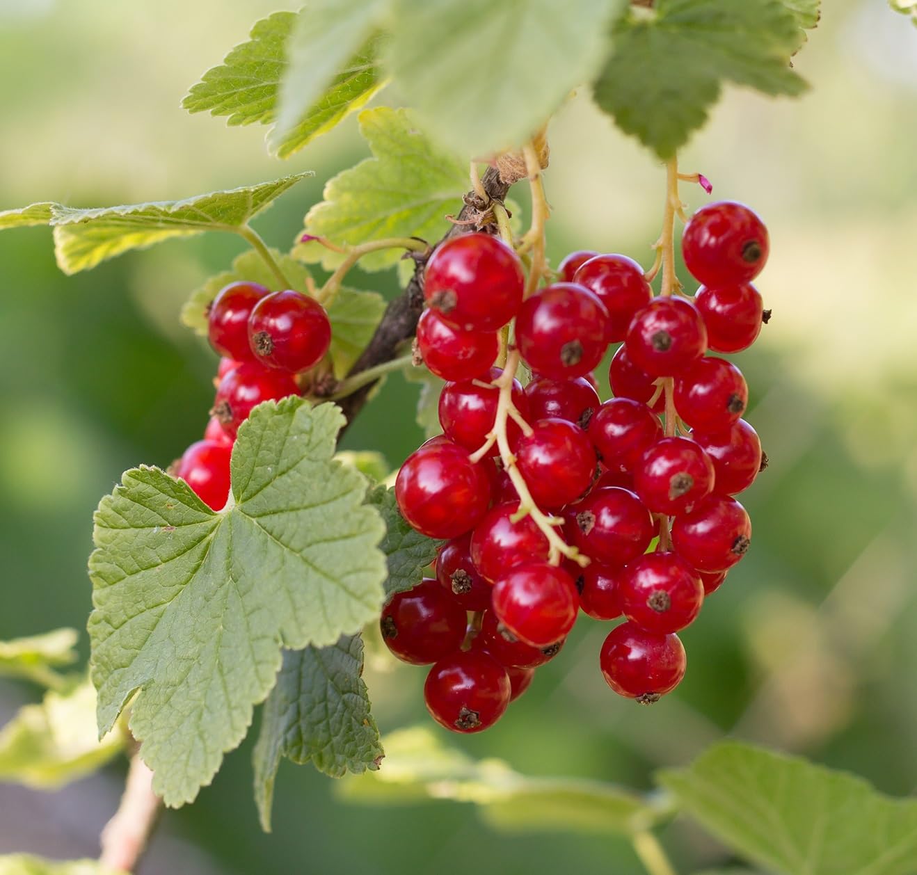 Red Currant Berry Plant Seedlings to Grow (Red Perfection) Easy to Grow - Tasty and Healthy Fruits