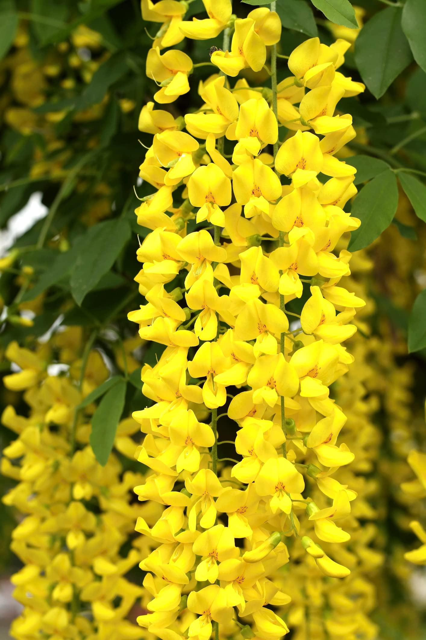 Golden Chain Tree Seeds for Planting (8 Seeds) - Great for Bonsai