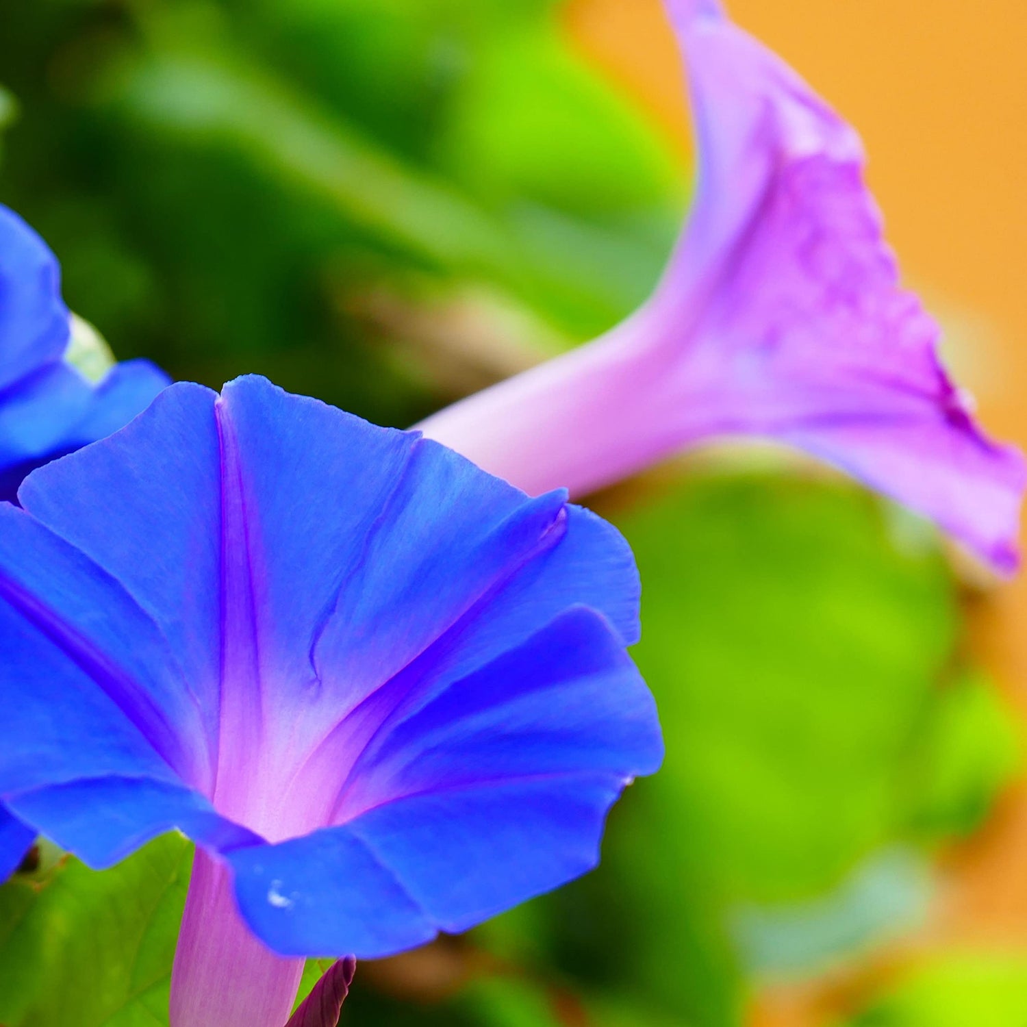 Rare Flower Morning Glory Mix Seeds, 50 Seeds, Heirloom Bonsai Big Petunia Beautiful Garden Flowers-Land Miracle