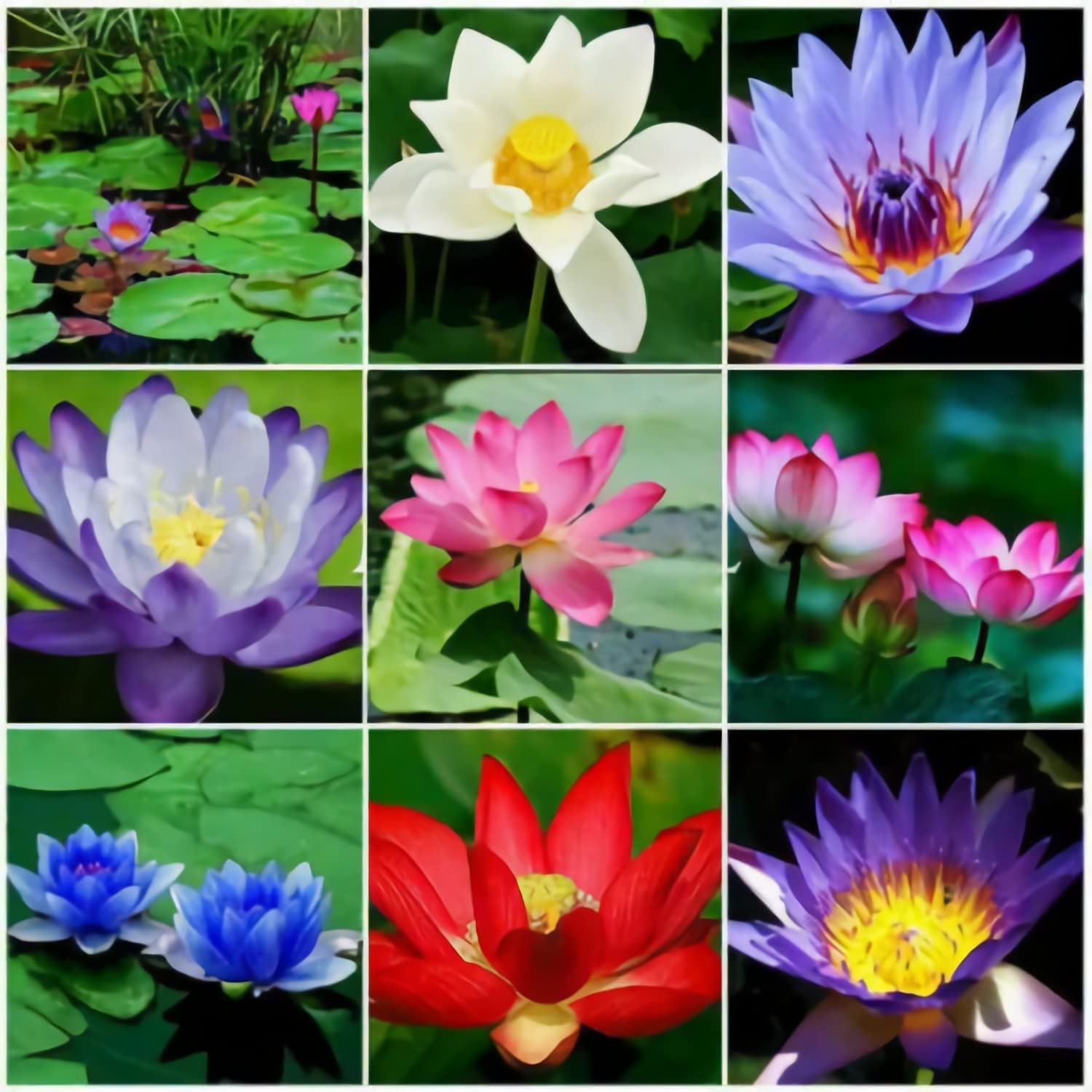 30 Pcs Mixed Bonsai Lotus Flower Seeds Mixed Color Water Lily Flower Plant Fresh Garden Seeds,for Growing Seeds in The Garden