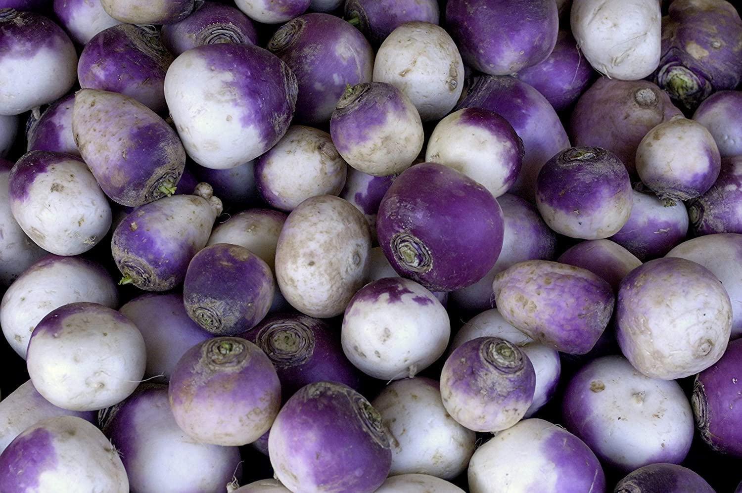 300+ Rutabaga Seeds for Planting - Garden Vegetable Seeds