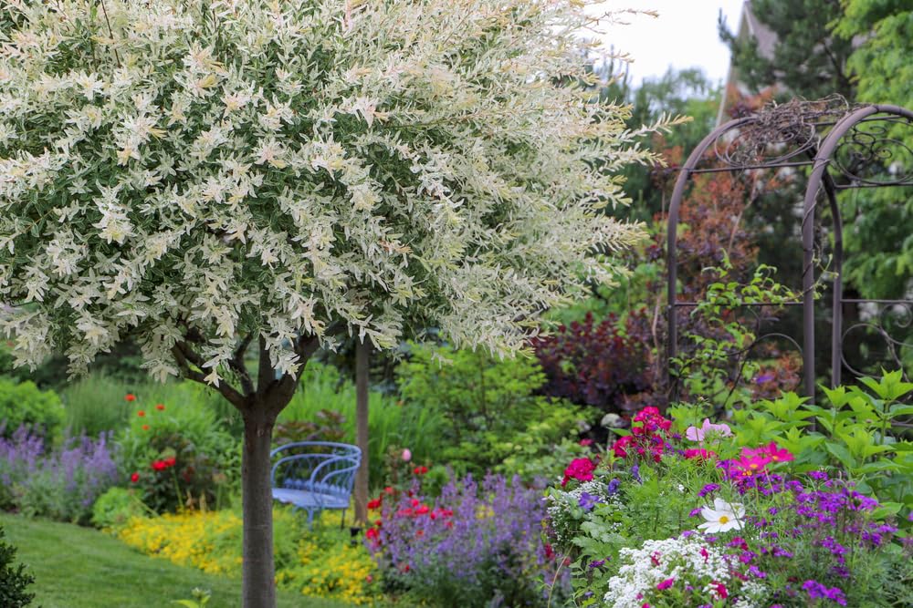 2 Dappled Willow Cuttings to Grow - Stunnning Tricolor Leafs - Salix Integra 'Hakuro Nishiki'