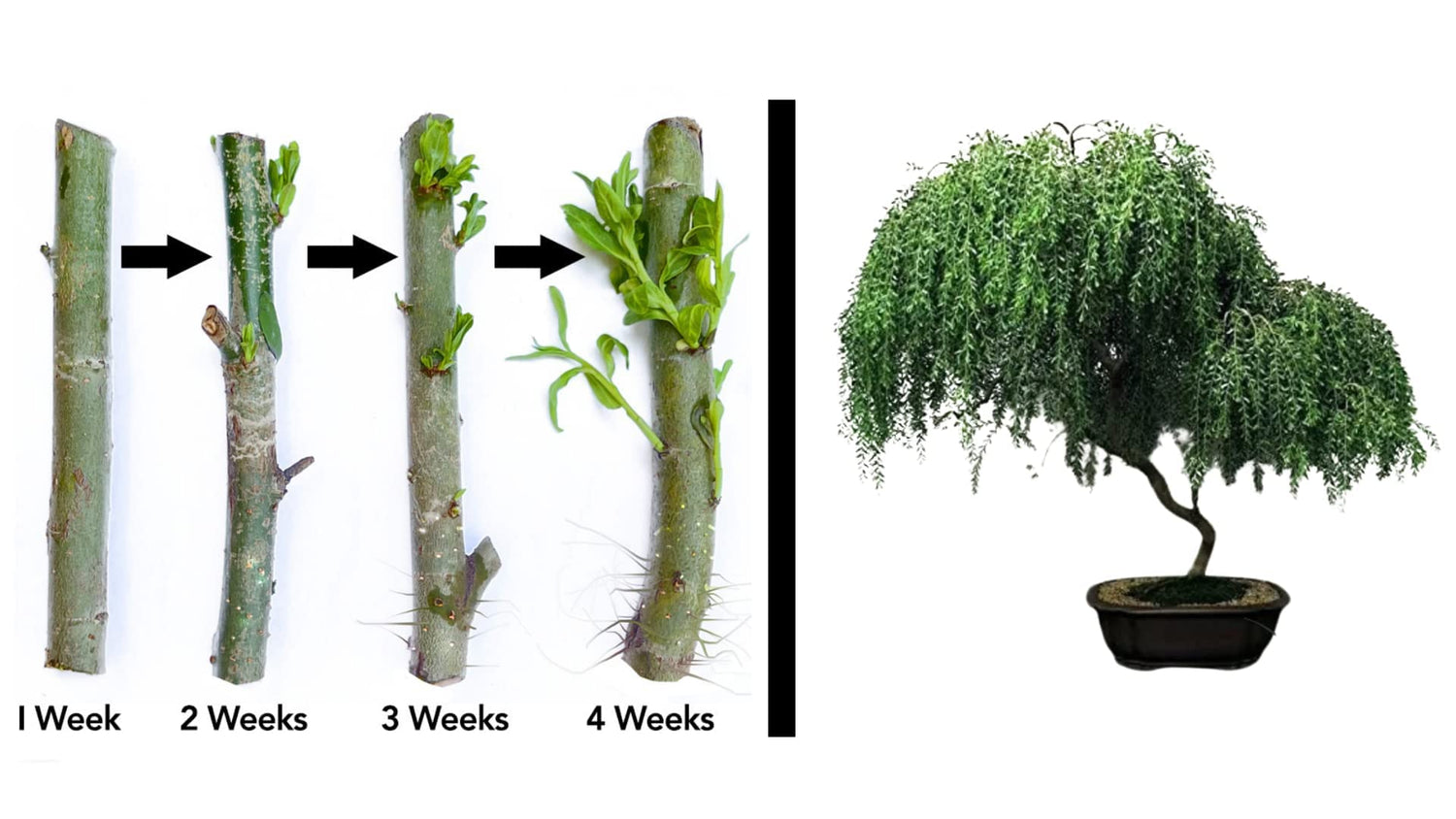 Twigz Nursery Pack of 2 Bonsai Tree Live Indoor Plants -Thick Trunks Fast Growing Bonzai Tree-Lovely Live Plants Indoor for Home and Office Decor-Best Gift of Prosperity for Your Loved One