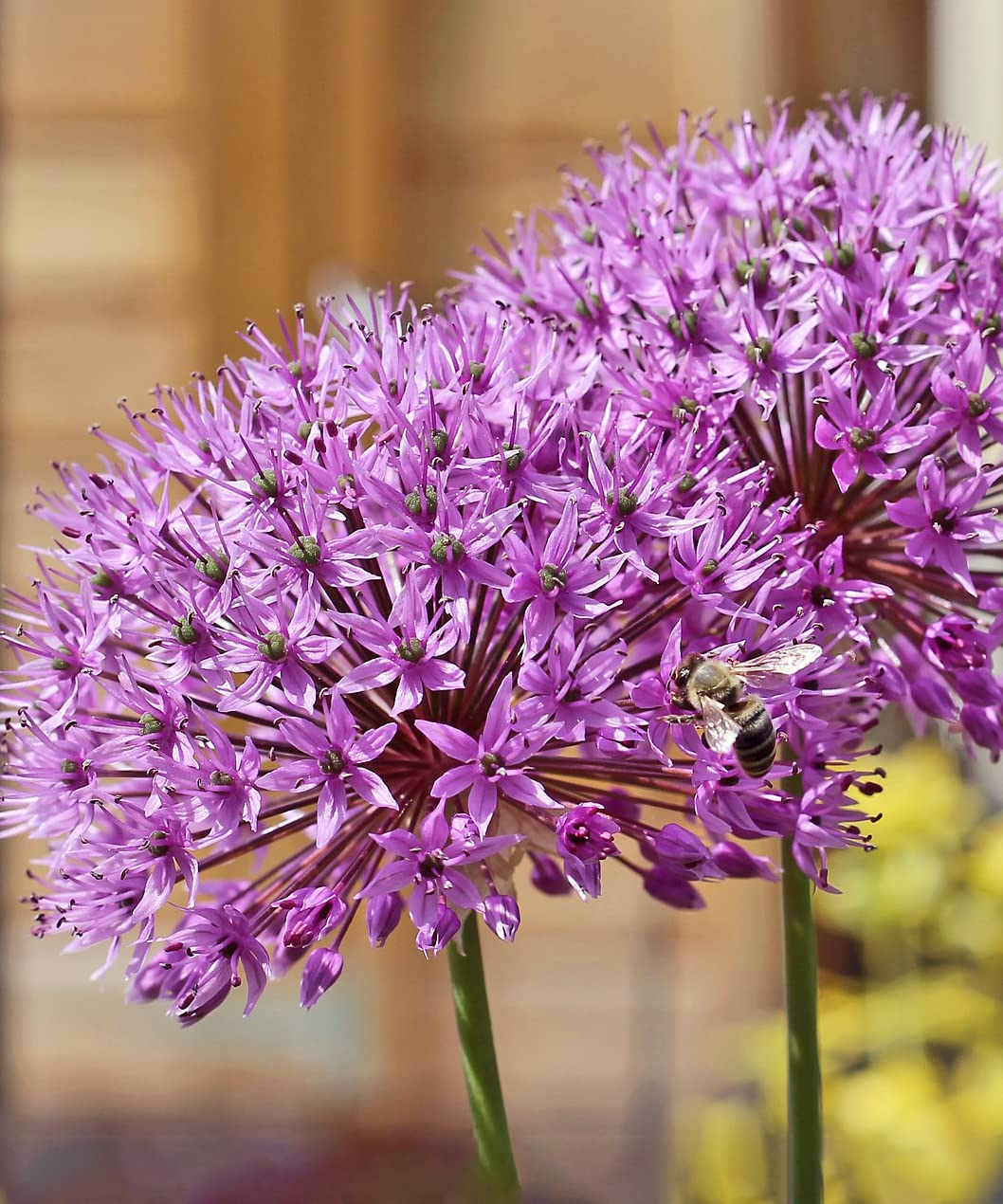 Allium Giganteum Flower Bulbs - Perfect Little Purple Florets That Create a Large Round Ball - Includes 3 Flower Bulbs