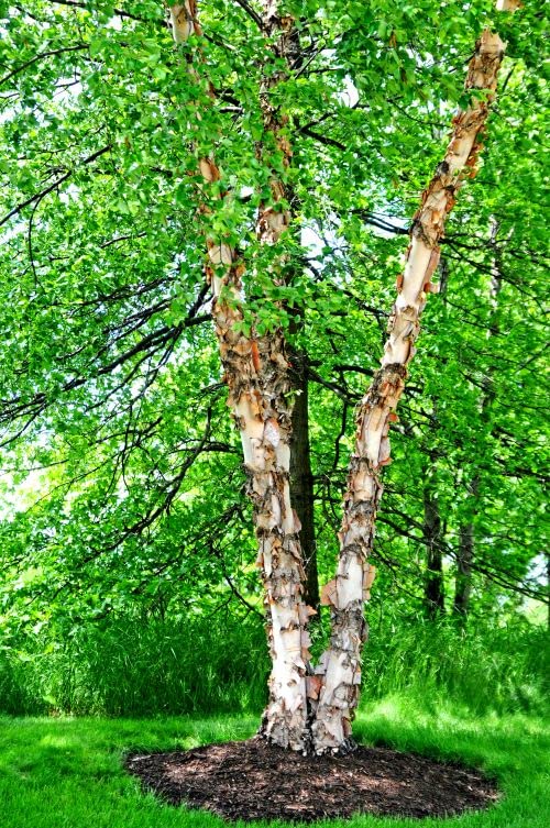 River Birch Trees for Planting | Live Tree Seedlings - No Ship to California