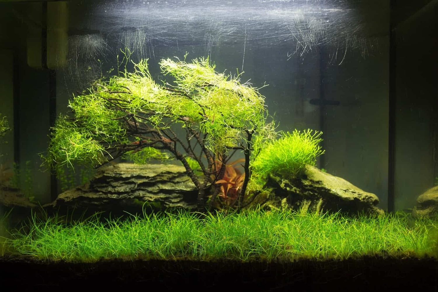 Dwarf Hairgrass Seeds - 50 Seeds - Aquarium Grass
